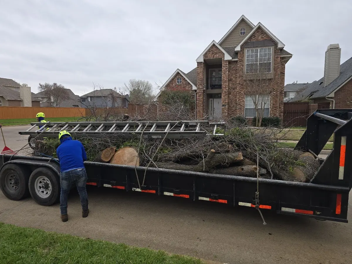 Expert Tree Fertilization with proper safety equipment in Anna
